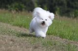 BICHON FRISE 483